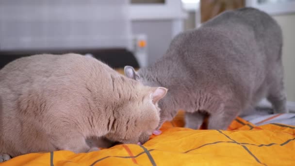 Dwa Duże Grube Szare Brytyjskie Koty Liżą Pomarańczową Narzutę Łóżku — Wideo stockowe