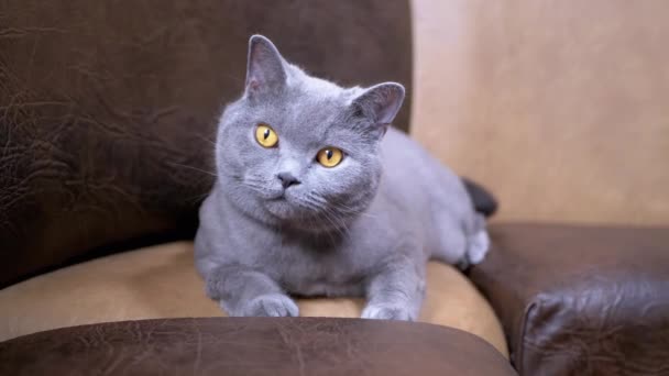 グレー英国の国内猫は革のソファに座っています カメラを見て 緑の目と家の内部に広がる芝生を持つ休息スコットランドの美しいふわふわの猫の肖像画 — ストック動画