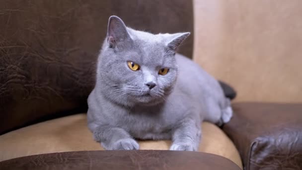 Gray British Domestic Cat Lying Leather Sofa Looking Away Portrait — Stock Video