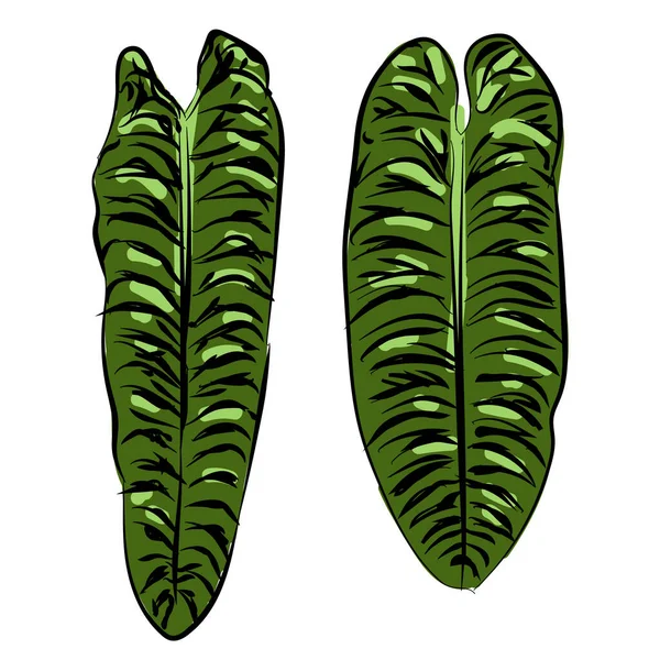 Anthurium veitchii pianta foglia mano disegno schizzo illustrazione scarabocchio colore verde isolato nero fogliame tropicale esotico casa pianta — Vettoriale Stock