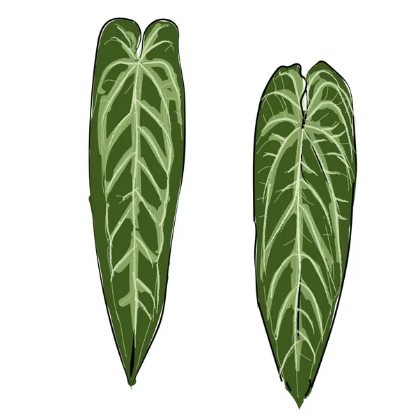 Anthurium warocqueanum regina pianta foglia lunga disegno a mano schizzo illustrazione doodle verde colore isolato nero fogliame tropicale esotico casa pianta — Vettoriale Stock