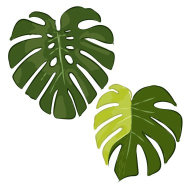 Monstera variegata çeşnili leziz kral borsigiana yeşil yaprak yaprakları el çizimi yeşil renk çizimi