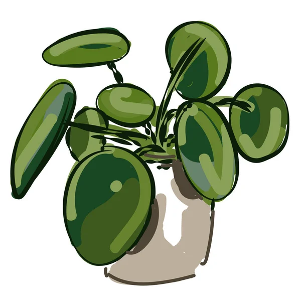 Peperomia radiador plantas piperaceae vector mano dibujo color verde dibujo ilustración — Vector de stock