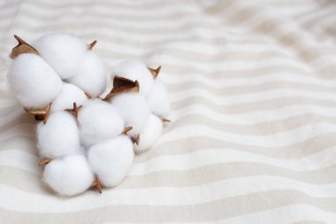 Cotton lies on striped bedding. Place for your text. Copy space. Comfort concept. Cotton flower on the surface of a light fabric