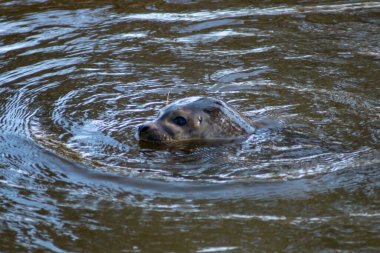 A harbor seal swimming in a zoo