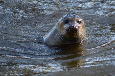 A harbor seal swimming in a zoo