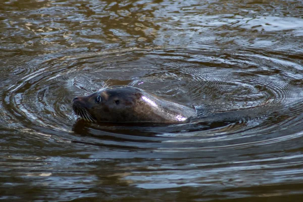 Harbor Seal Swimming Zoo — Stok fotoğraf