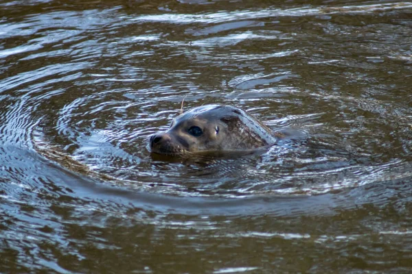 Harbor Seal Swimming Zoo — ストック写真