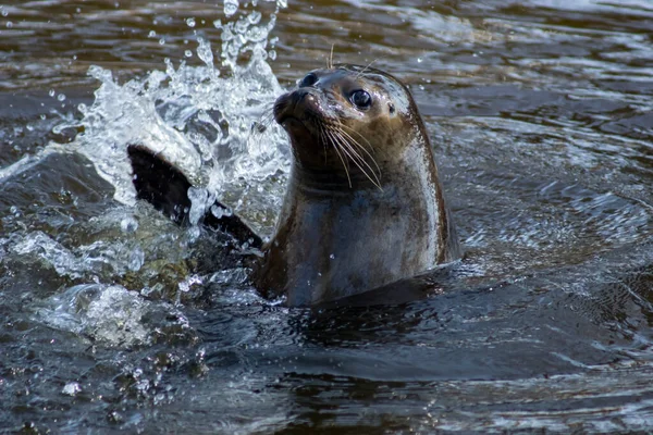 A harbor seal waving in a zoo