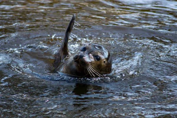 Harbor Seal Waving Zoo — ストック写真