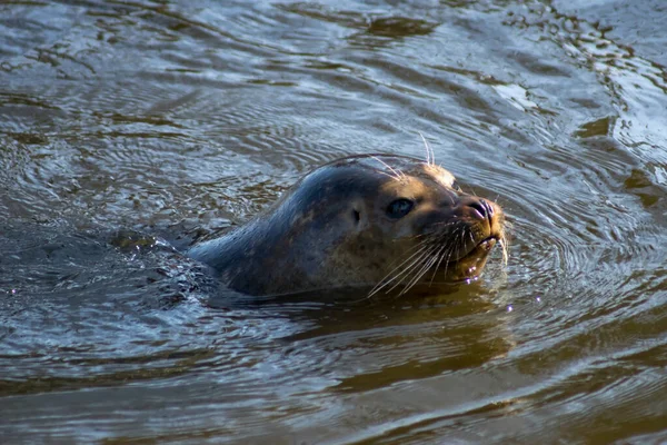 Harbor Seal Swimming Zoo — ストック写真