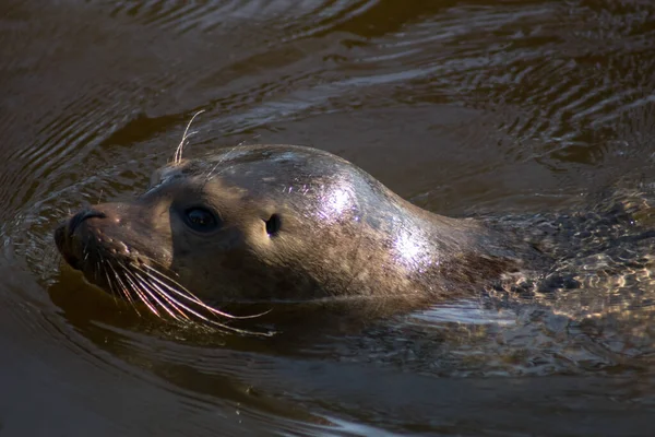 Harbor Seal Swimming Zoo — Stockfoto