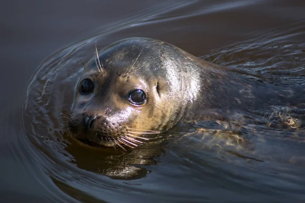 Harbor Seal Swimming Zoo — Stok fotoğraf