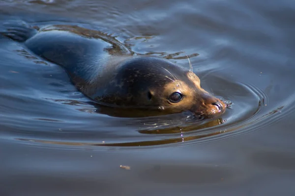 Harbor Seal Swimming Zoo — Foto Stock