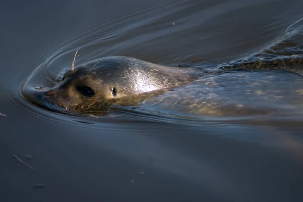 Harbor Seal Swimming Zoo — Stok fotoğraf