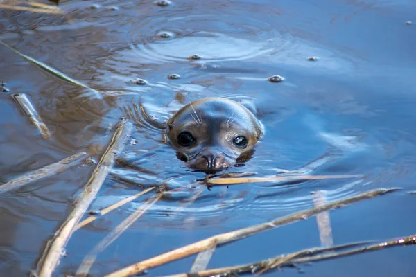 Harbor Seal Swimming Zoo — Stok fotoğraf