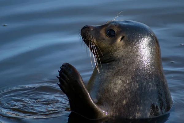 Harbor Seal Waving Zoo — Stok fotoğraf