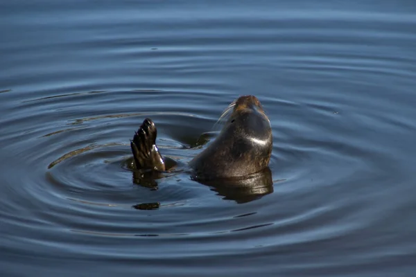 Harbor Seal Waving Zoo — Stok fotoğraf