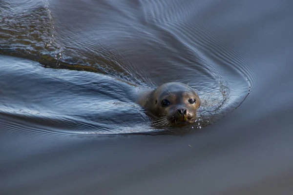 Harbor Seal Swimming Zoo — Stockfoto