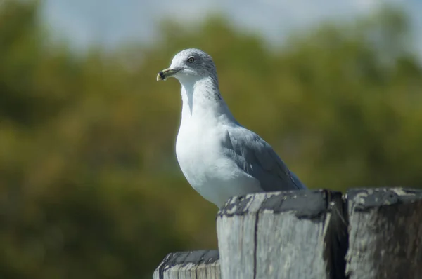 American Herring Gull Sitting Bollard — Stock Photo, Image