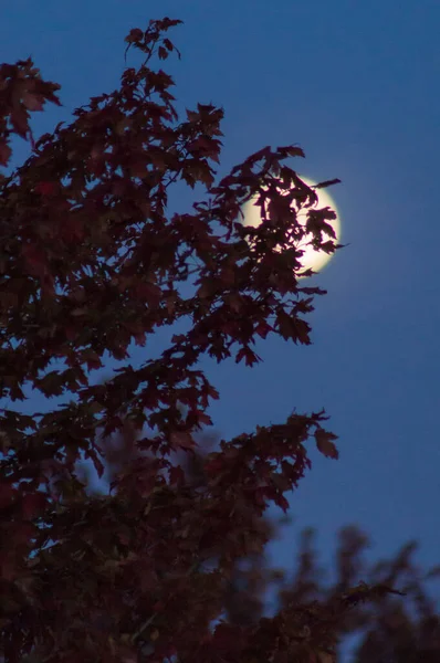 Maple Leaves Front Moon — Stock Photo, Image