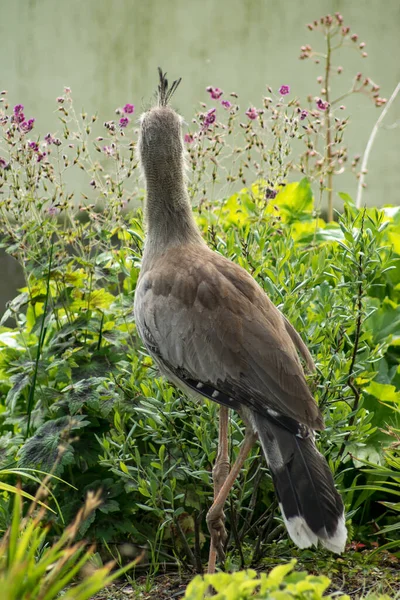 Red Legged Seriema Looking Away — Stock Photo, Image