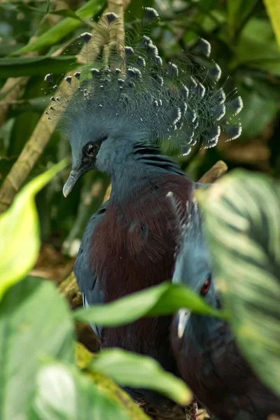 Close Victoria Crowned Pigeon — Stock Photo, Image