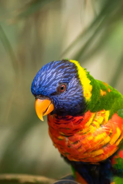 Close Rainbow Lorikeet — Stock Photo, Image