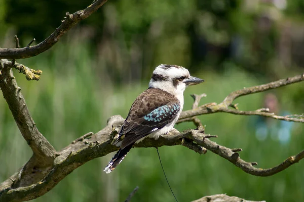 Nevető Kookaburra Egy Ágon — Stock Fotó