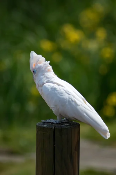 Cacatoès Blanc Assis Sur Poteau — Photo