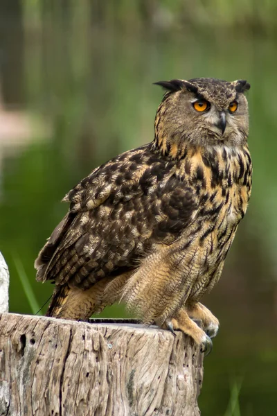 Euraziatische Adelaar Uil Een Boomstam — Stockfoto