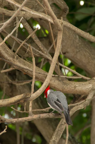 Cardinal Crête Rouge Dans Arbre Hawaï — Photo