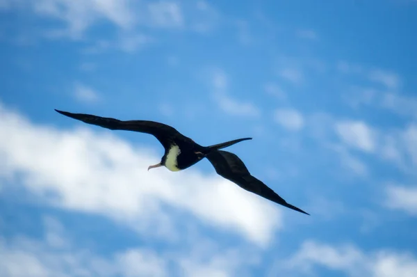 夏威夷Kilauea Point国家野生动物保护区上空飞行的大型护卫舰鸟 — 图库照片