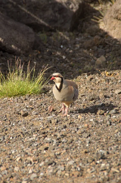 Egy Chukar Fogoly Hawaii Maui Haleakala Csúcsán — Stock Fotó