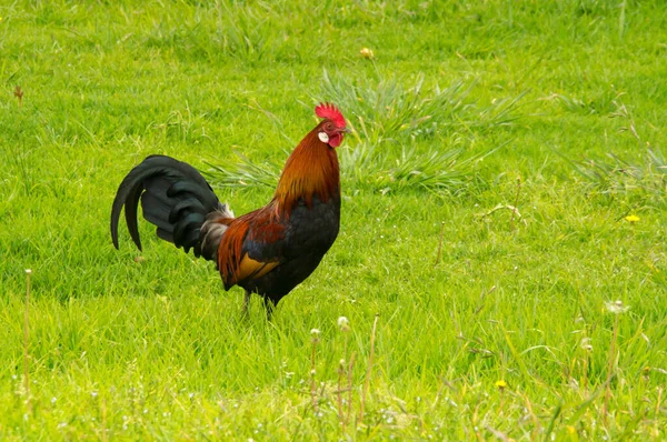 Een Wilde Haan Kauai Hawaï — Stockfoto