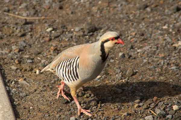 Ένα Chukar Partridge Στην Κορυφή Της Haleakala Στο Maui Χαβάη — Φωτογραφία Αρχείου