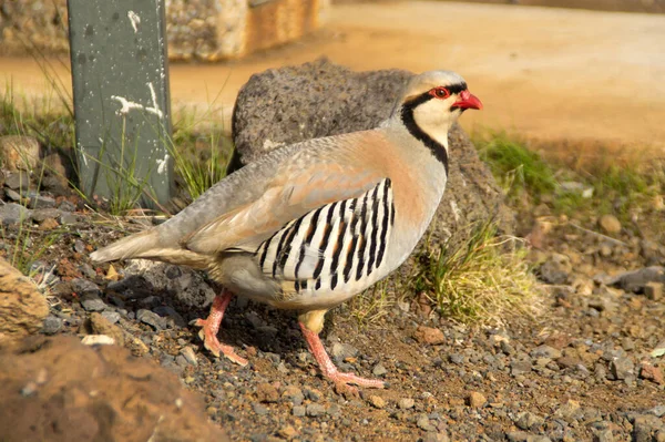 Maui, Hawaii 'deki Haleakala zirvesinde bir Chukar kekliği.
