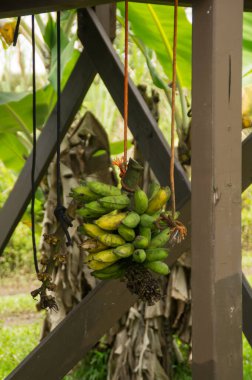 Hawaii 'de sallanan muzları topladım.