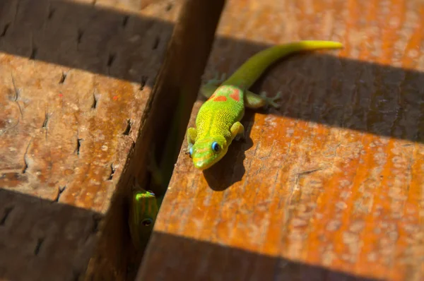 Hawaii 'de bir bankta iki altın tozu günü kertenkelesi