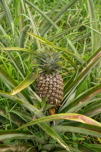 Uma Planta Abacaxi Com Frutas Offset Havaí — Fotografia de Stock