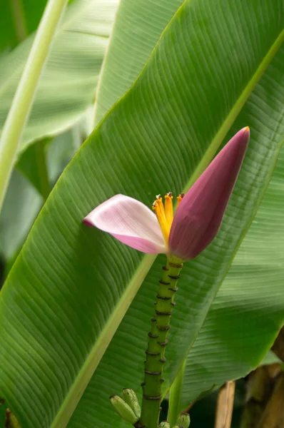 Bunga Dari Pohon Pisang Hawaii — Stok Foto