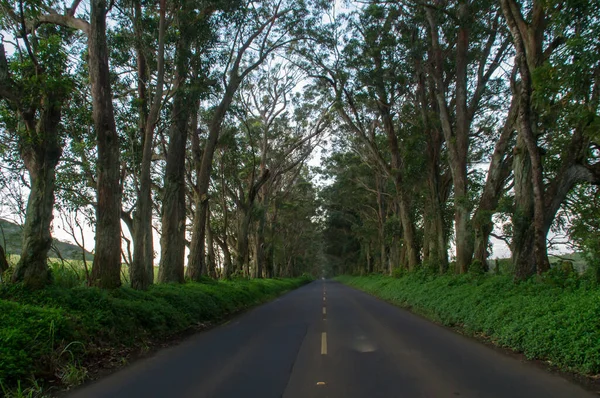 Túnel Árboles Kauai Hawai — Foto de Stock