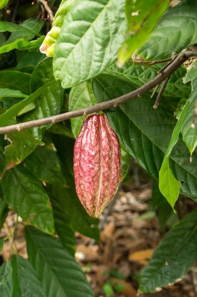 Een Cacaoboon Een Plantage Hawaii — Stockfoto