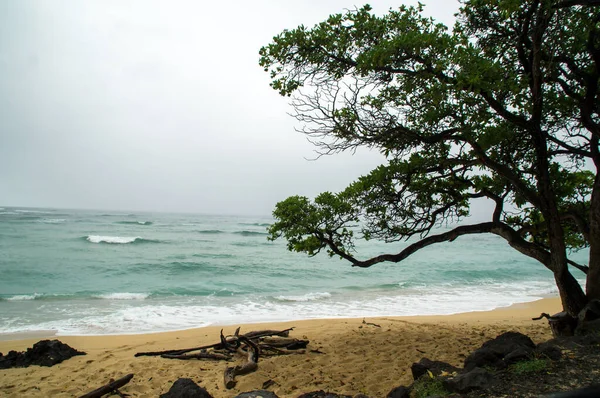Ett Träd Stranden Vid Stilla Havet Hawaii — Stockfoto