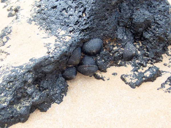 Piede Nero Hawaiano Sulla Spiaggia Alle Hawaii — Foto Stock