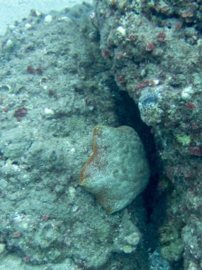 Hawaii kıyısındaki resifte bir minder yıldızı.