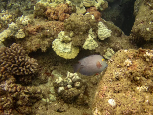 Una Espiga Ojos Amarillos Coral Cerca Costa Hawai — Foto de Stock