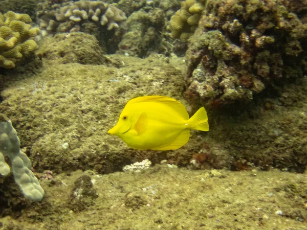 Una Espiga Amarilla Océano Pacífico Cerca Costa Hawai — Foto de Stock