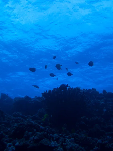 Σιλουέτα Ψαριών Στον Ειρηνικό Ωκεανό Κοντά Στη Χαβάη — Φωτογραφία Αρχείου