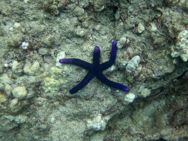 Una Estrella Mar Azul Linckia Arrecife Cerca Costa Hawai — Foto de Stock